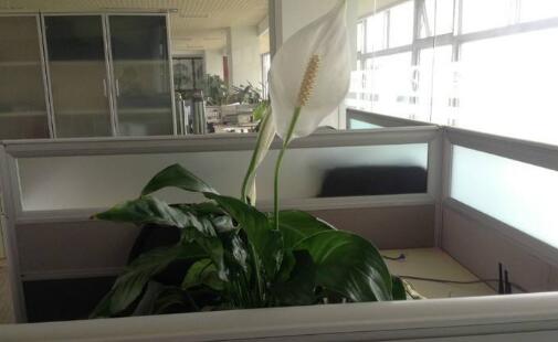 辦公室放什么綠植好，辦公室適合擺放什么植物