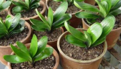 我們該如何增強(qiáng)君子蘭葉片光澤度