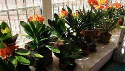 我們該如何增強(qiáng)君子蘭葉片光澤度