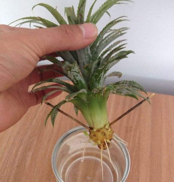 吃剩的菠蘿也能養(yǎng)成盆栽？一年就能結(jié)果，養(yǎng)護(hù)方法非常簡(jiǎn)單！