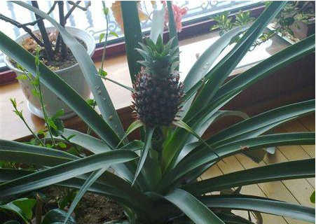 吃剩的菠蘿也能養(yǎng)成盆栽？一年就能結(jié)果，養(yǎng)護(hù)方法非常簡(jiǎn)單！