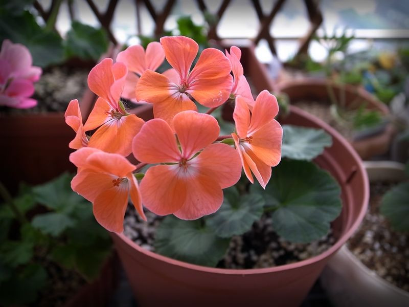 植物租賃，天竺葵，養(yǎng)護(hù)