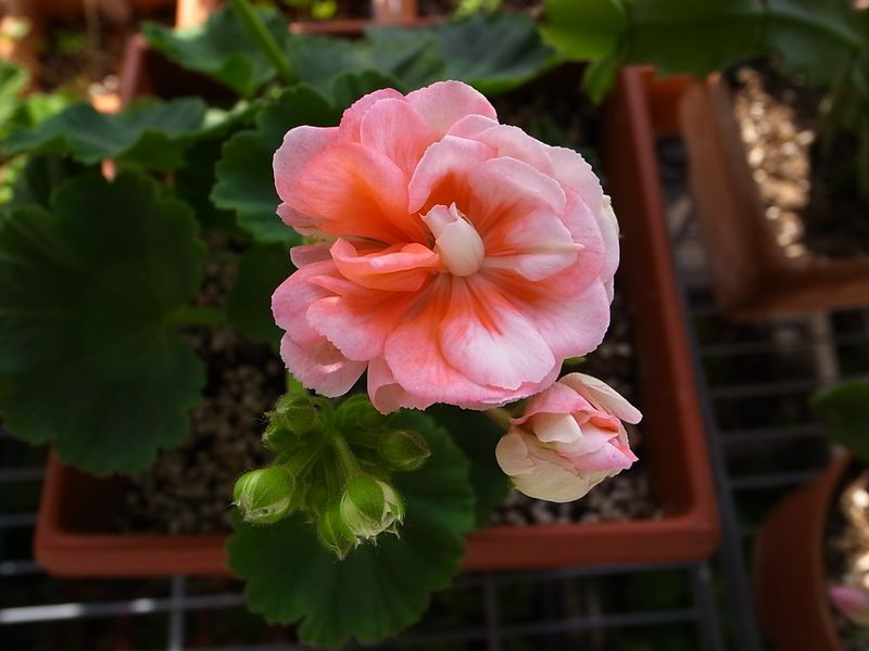 植物租賃，天竺葵，養(yǎng)護(hù)