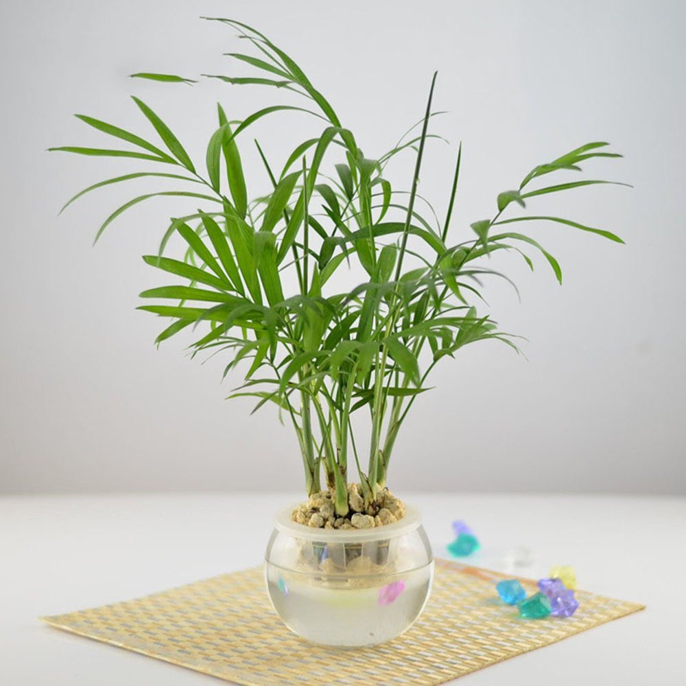 袖珍椰子，植物租擺