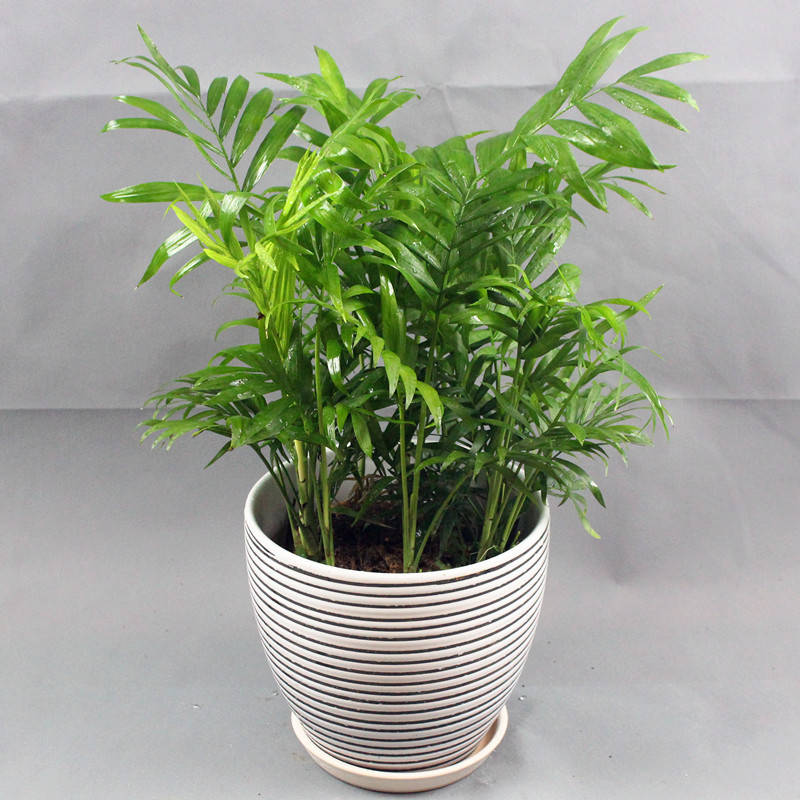 袖珍椰子，植物租擺