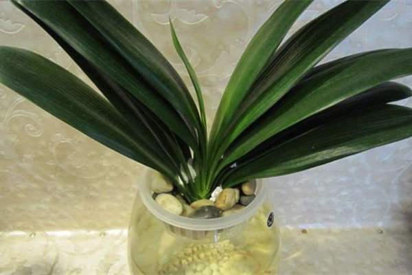 水培君子蘭，植物租賃