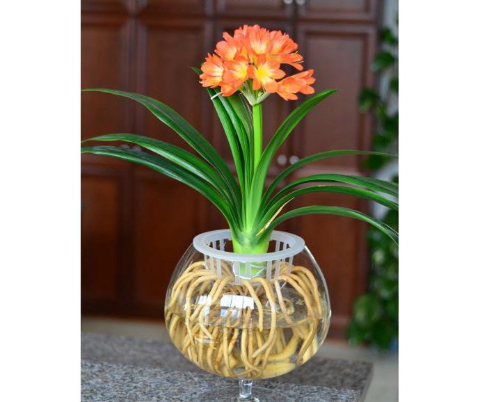 水培君子蘭，植物租賃