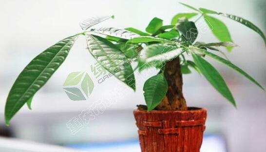 發(fā)財(cái)樹(shù)