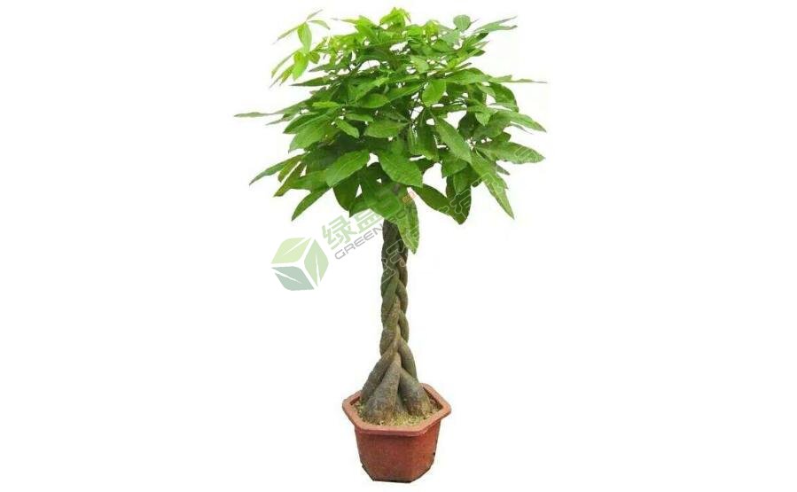 發(fā)財(cái)樹