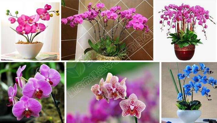 蝴蝶蘭.jpg