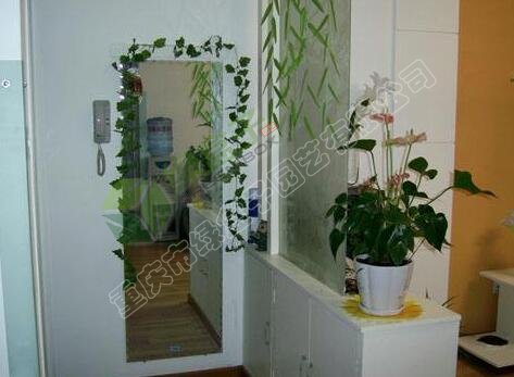 室內(nèi)玄關植物